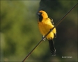 Spot-breasted-Oriole;Oriole;Icterus-pectoralis;one-animal;close-up;color-image;n